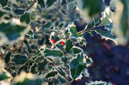  Hulst Op Stam (Ilex 'Argentea Marginata')