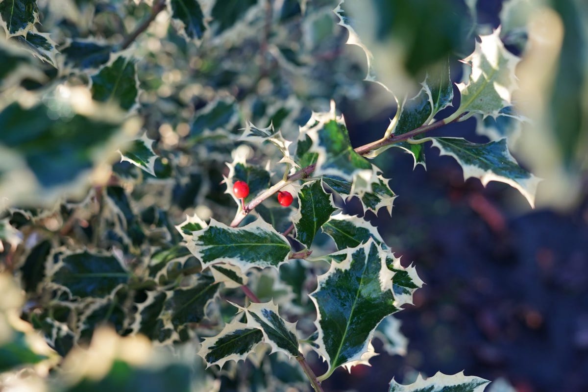  Hulst (Ilex Aquifolium 'Argentea Marginata')