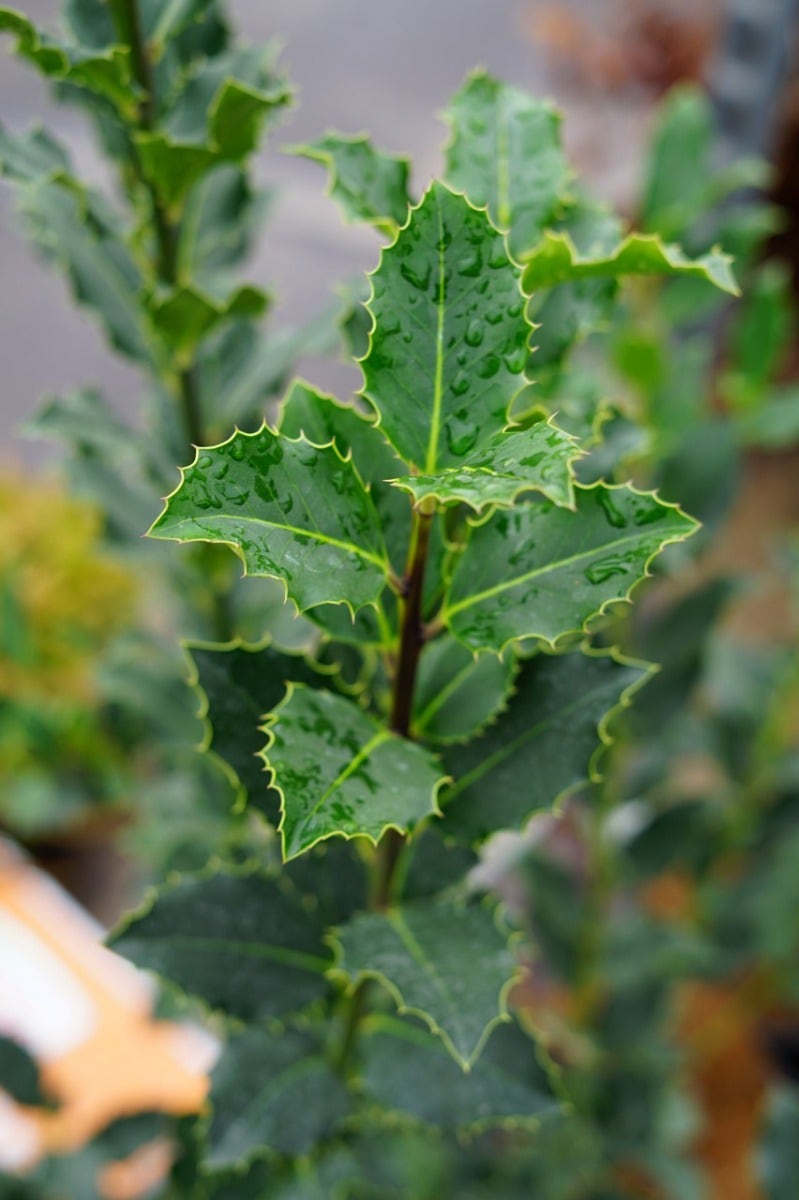  Gewone Hulst Als Bosplantsoen (Ilex Aquifolium)