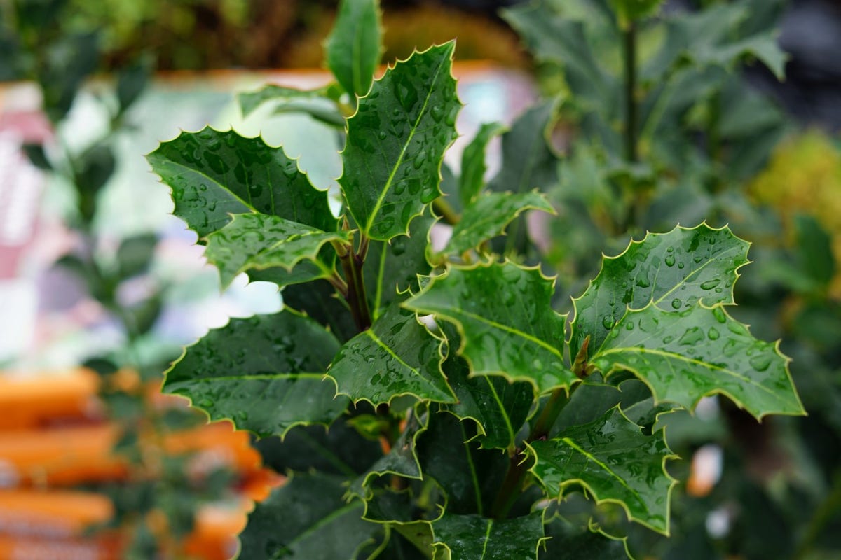  Gewone Hulst Als Bosplantsoen (Ilex Aquifolium)