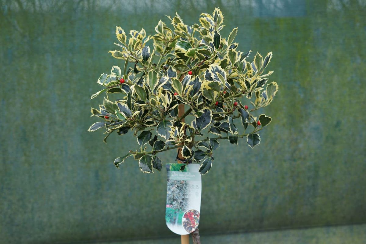  Hulst Op Stam (Ilex 'Argentea Marginata')
