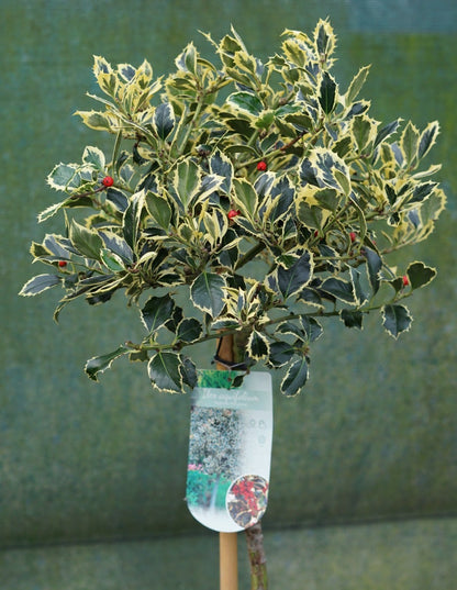  Hulst Op Stam (Ilex 'Argentea Marginata')
