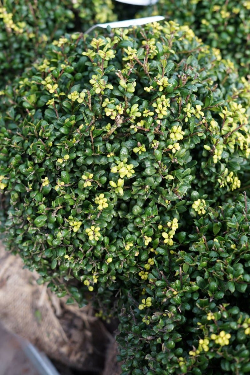  Japanse Hulst In Bolvorm (Ilex Crenata 'Convexa')