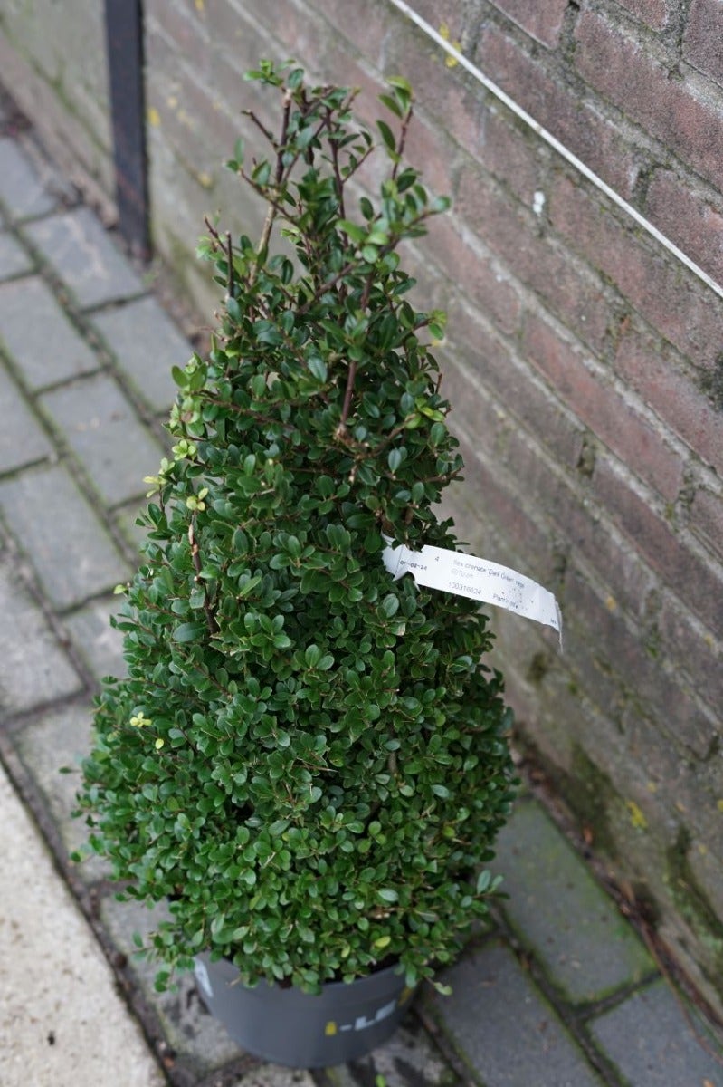  Japanse Hulst In Kegelvorm (Ilex Crenata 'Dark Green')