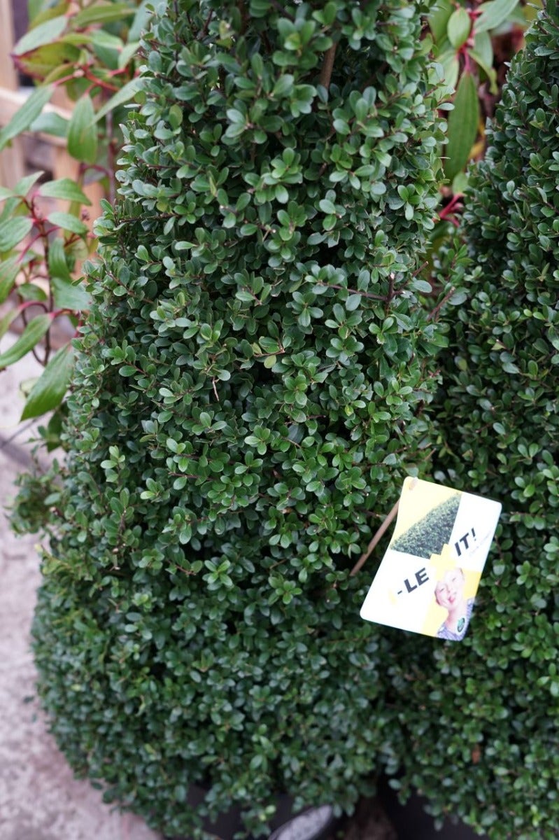  Japanse Hulst In Kegelvorm (Ilex Crenata 'Dark Green')
