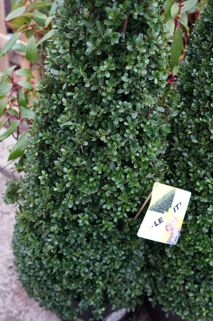  Japanse Hulst In Kegelvorm (Ilex Crenata 'Dark Green')