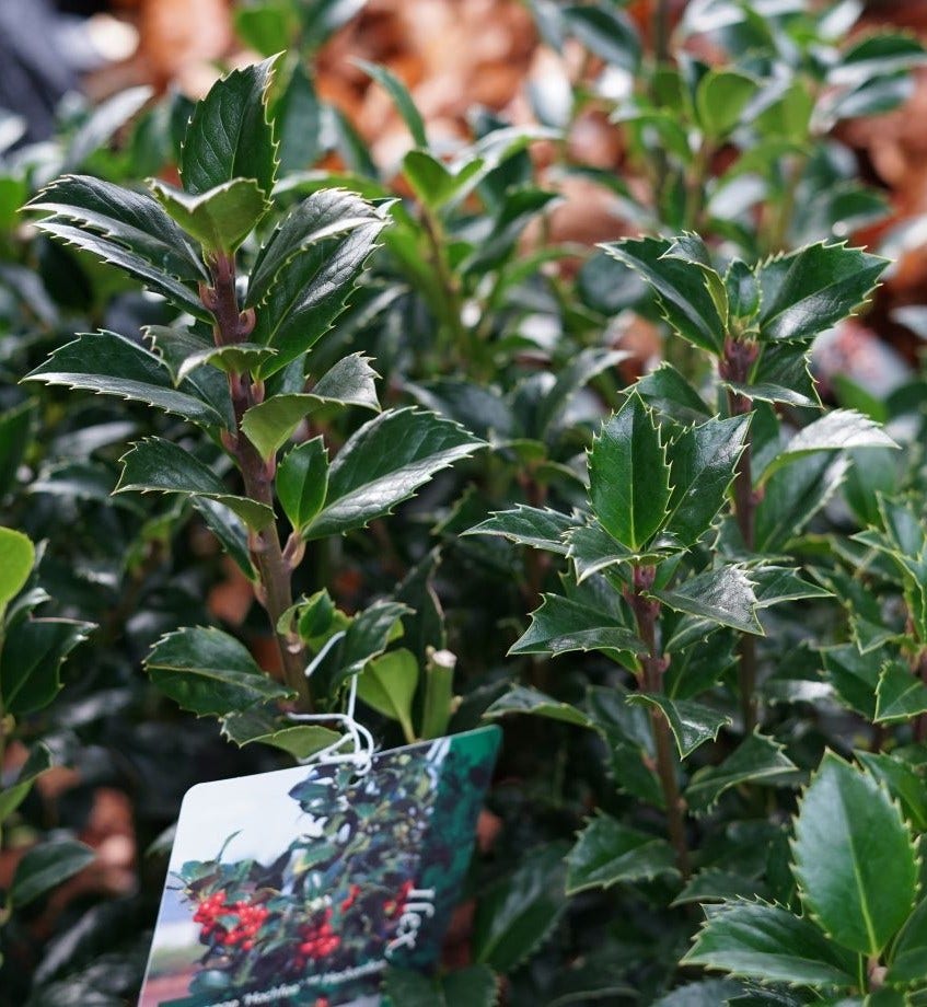  Hulst (Ilex Meserveae 'Heckenfee')