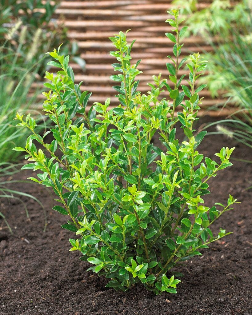  Japanse Hulst (Ilex Maximowicziana 'Kanehirae')
