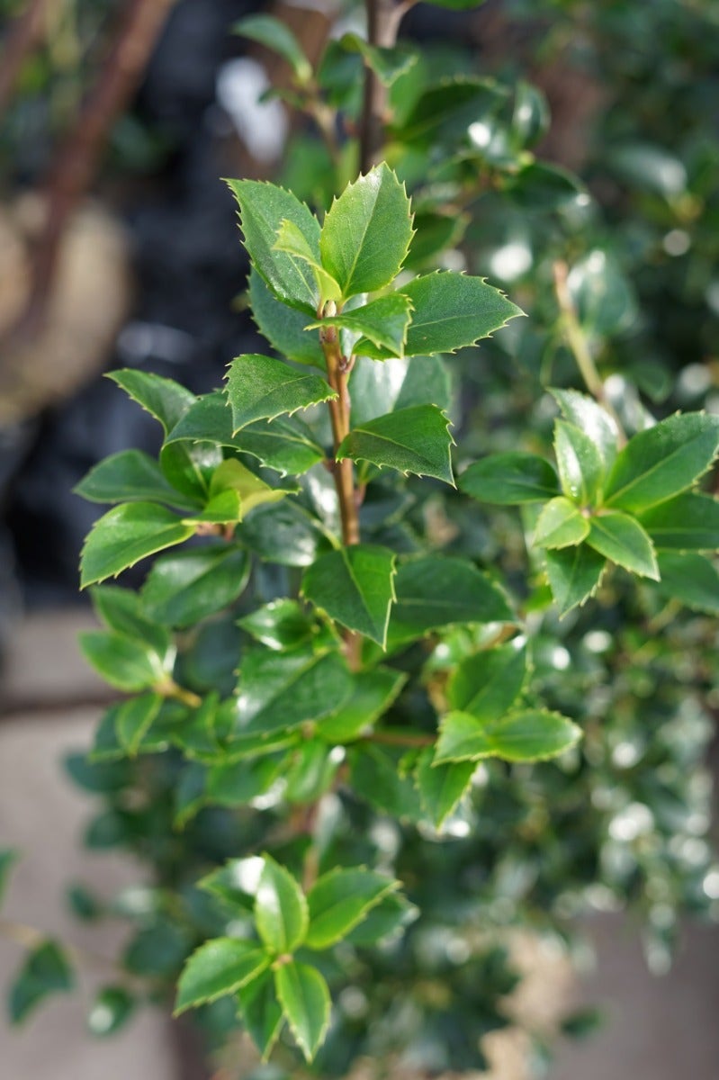  Hulst (Ilex Meserveae 'Heckenfee')