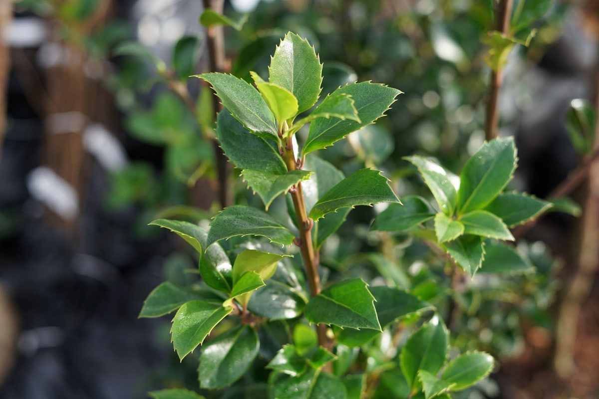  Hulst (Ilex Meserveae 'Heckenfee')