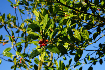  Hulst Als Boom (Ilex 'Nellie R. Stevens')