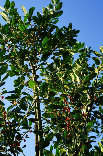  Hulst Als Boom (Ilex 'Nellie R. Stevens')