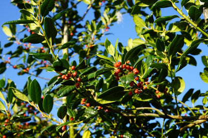  Hulst Als Boom (Ilex 'Nellie R. Stevens')