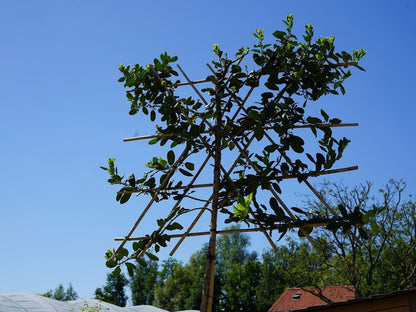  Amerikaanse Hulst Als Leiboom (Ilex 'Nellie R. Stevens') NU EXTRA VOORDELIG