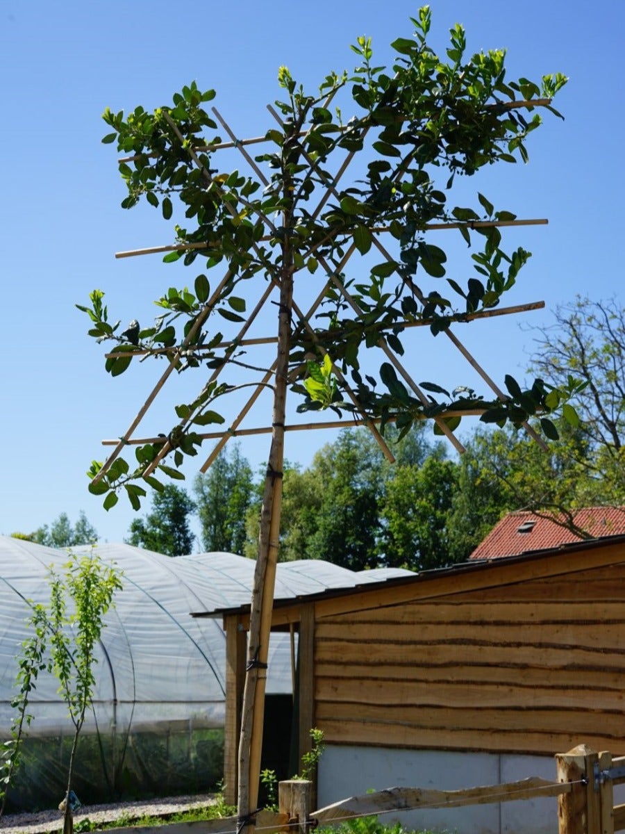 Amerikaanse Hulst Als Leiboom (Ilex 'Nellie R. Stevens') NU EXTRA VOORDELIG