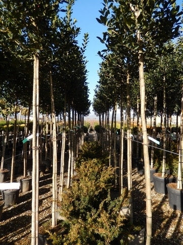 Hulst Als Boom (Ilex 'Nellie R. Stevens')