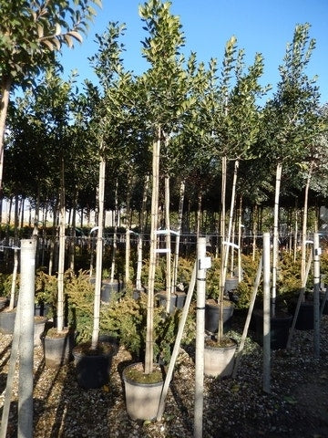  Hulst Als Boom (Ilex 'Nellie R. Stevens')