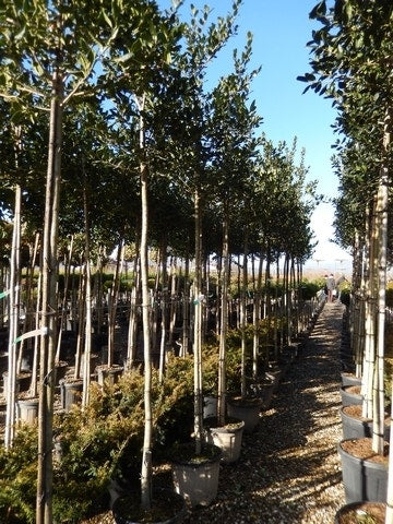  Hulst Als Boom (Ilex 'Nellie R. Stevens')
