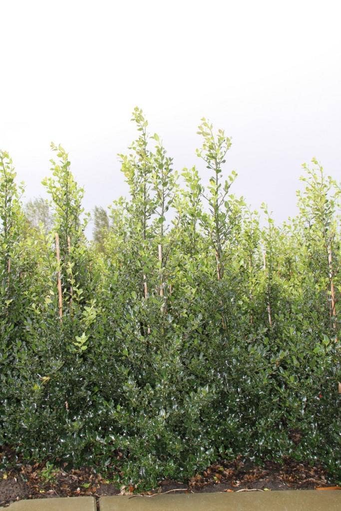  Hulst (Ilex Aquifolium 'Alaska')