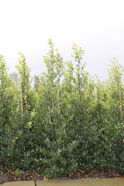  Hulst (Ilex Aquifolium 'Alaska')