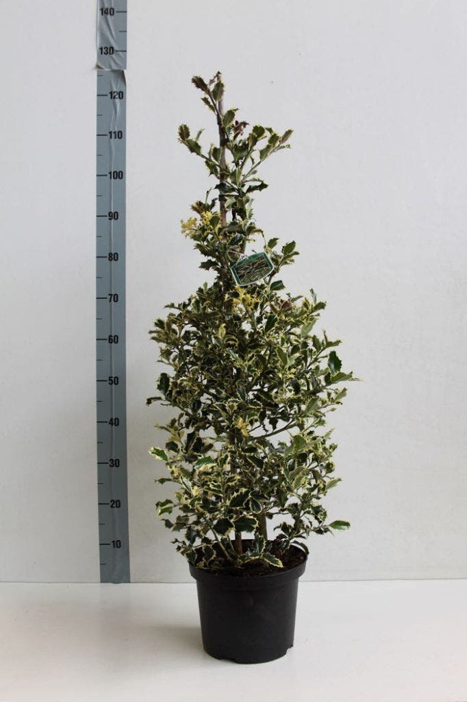  Hulst (Ilex Aquifolium 'Argentea Marginata')