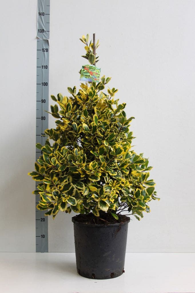  Hulst (Ilex Altaclerensis 'Golden King')