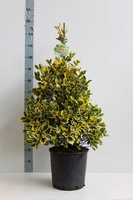  Hulst (Ilex Altaclerensis 'Golden King')