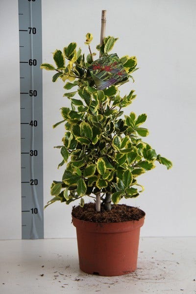  Hulst (Ilex Altaclerensis 'Golden King')