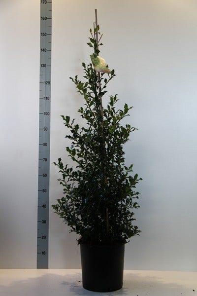  Hulst (Ilex Aquifolium 'Alaska')