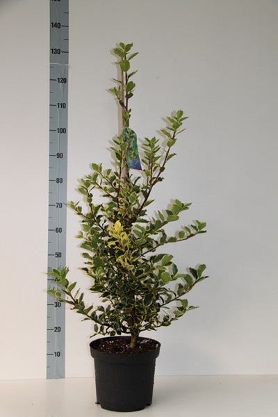  Hulst (Ilex Aquifolium 'Argentea Marginata')