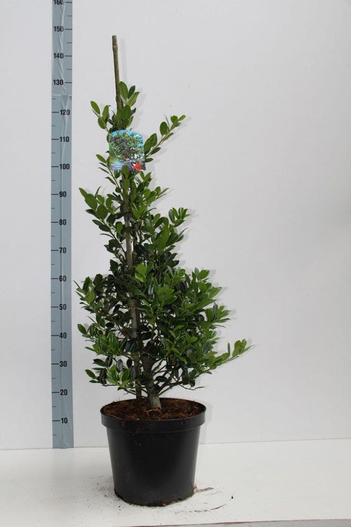  Hulst (Ilex Aquifolium J.C. Van Tol)