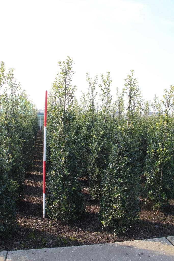  Hulst (Ilex Aquifolium 'Alaska')