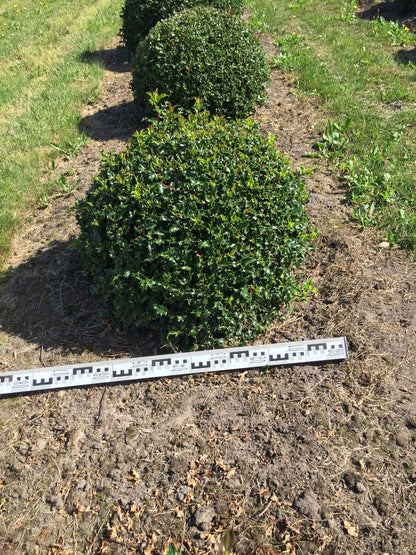  Hulst Als Bolvorm (Ilex Aquifolium)