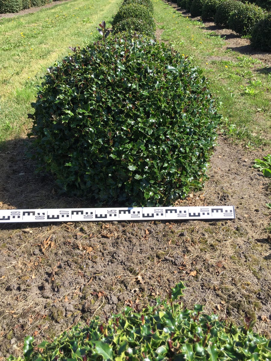  Hulst Als Bolvorm (Ilex Aquifolium)
