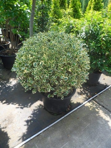  Bonte Hulst In Bolvorm (Ilex Aquifolium 'Argentea Marginata')