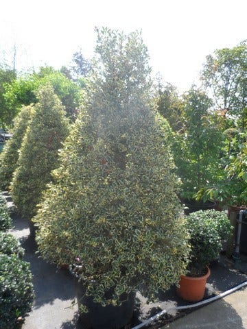  Hulst (Ilex Aquifolium 'Argentea Marginata')