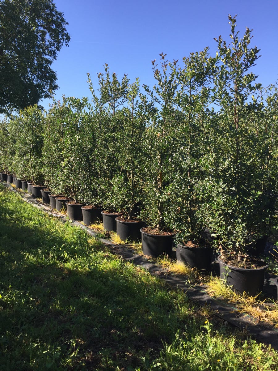  Grote Hulst (Ilex Aquifolium)