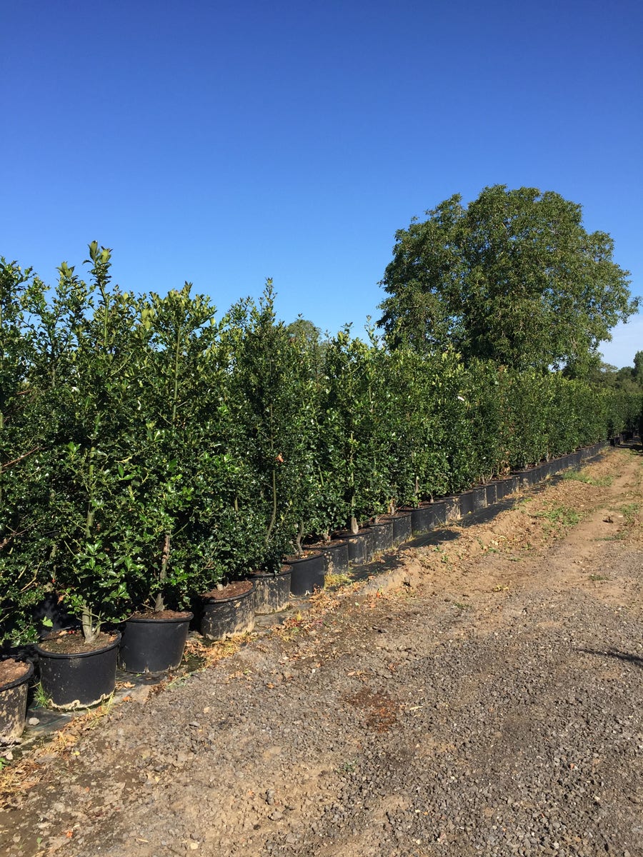  Grote Hulst (Ilex Aquifolium)