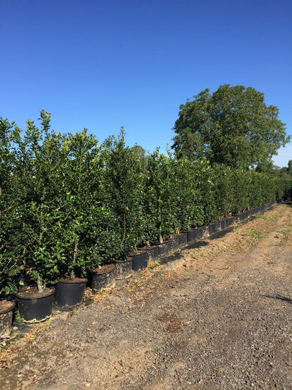  Grote Hulst (Ilex Aquifolium)
