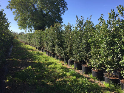  Grote Hulst (Ilex Aquifolium)