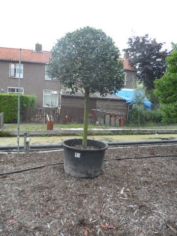  Hulst Op Stam (Ilex Aquifolium)