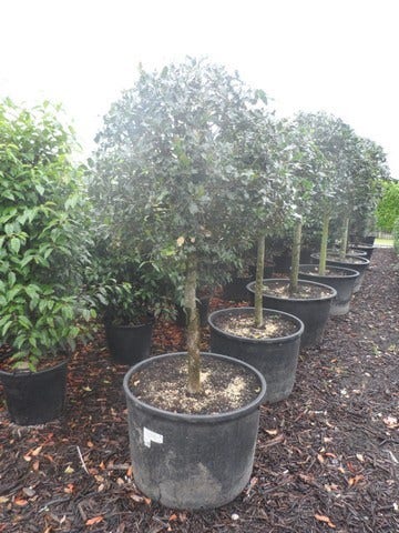  Hulst Op Stam (Ilex Aquifolium)