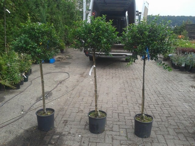  Hulst Op Stam (Ilex Aquifolium)