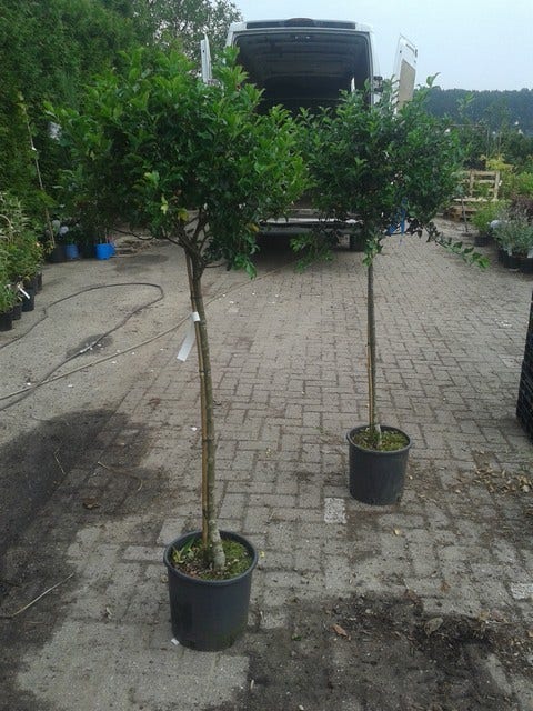  Hulst Op Stam (Ilex Aquifolium)