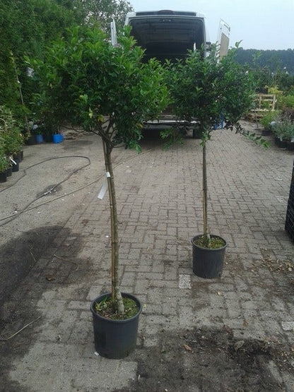  Hulst Op Stam (Ilex Aquifolium)