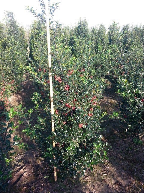  Blauwe Hulst (Ilex Meserveae 'Blue Princess')