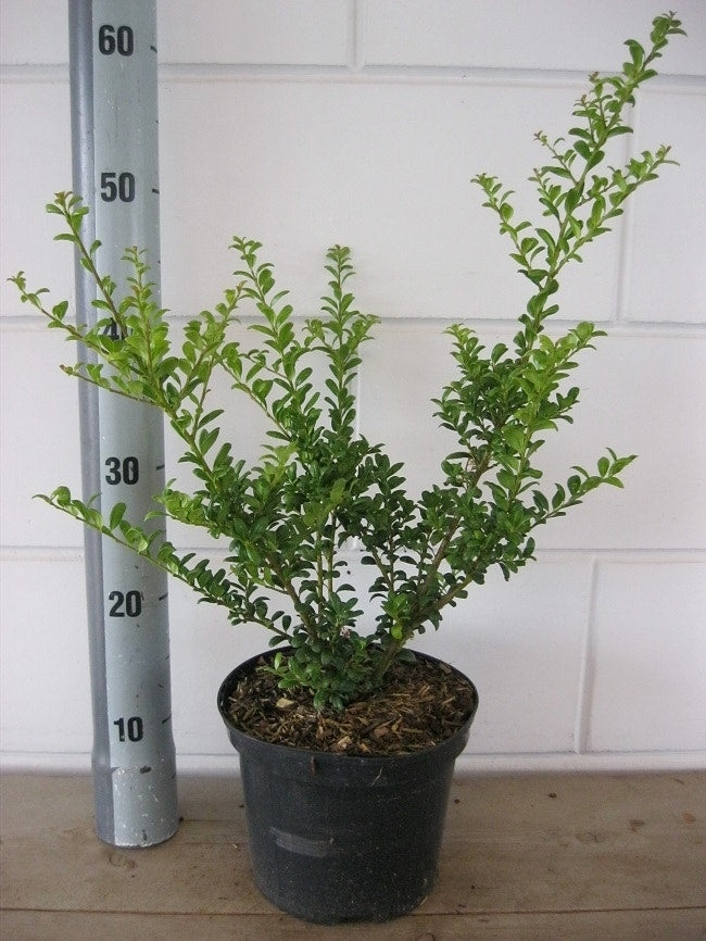 Chinese Hulst (Ilex Crenata 'Convexa')