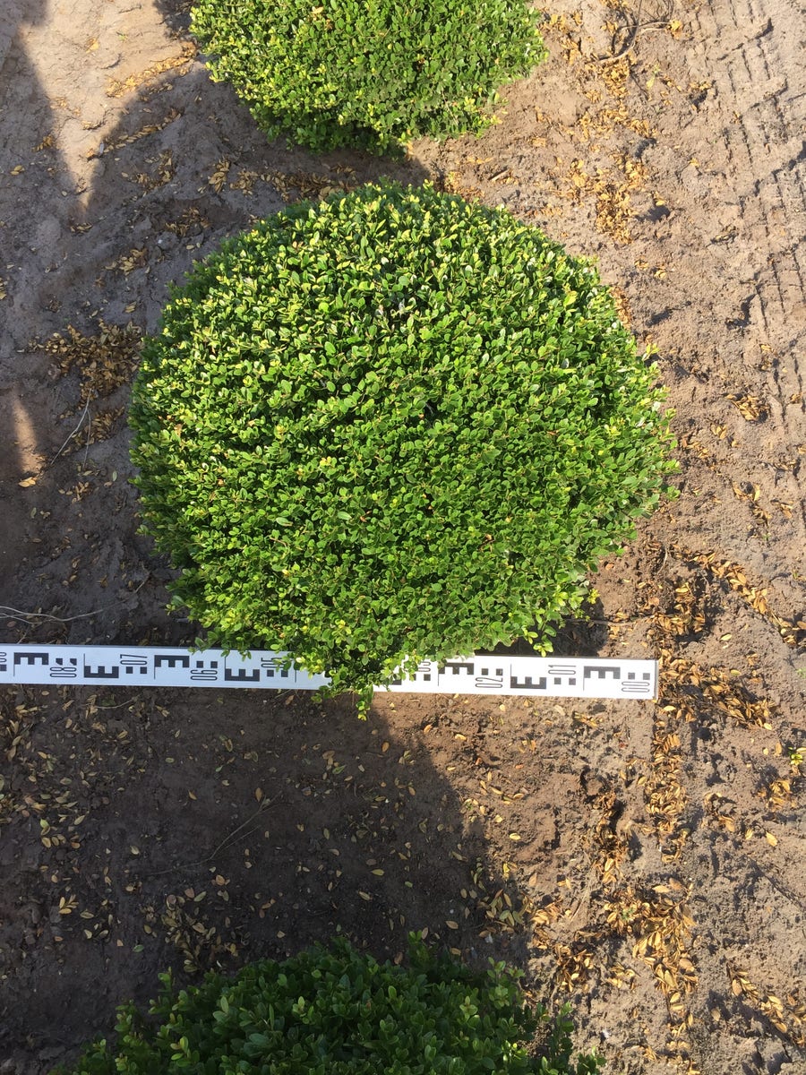  Japanse Hulst Als Bolvorm (Ilex Crenata)