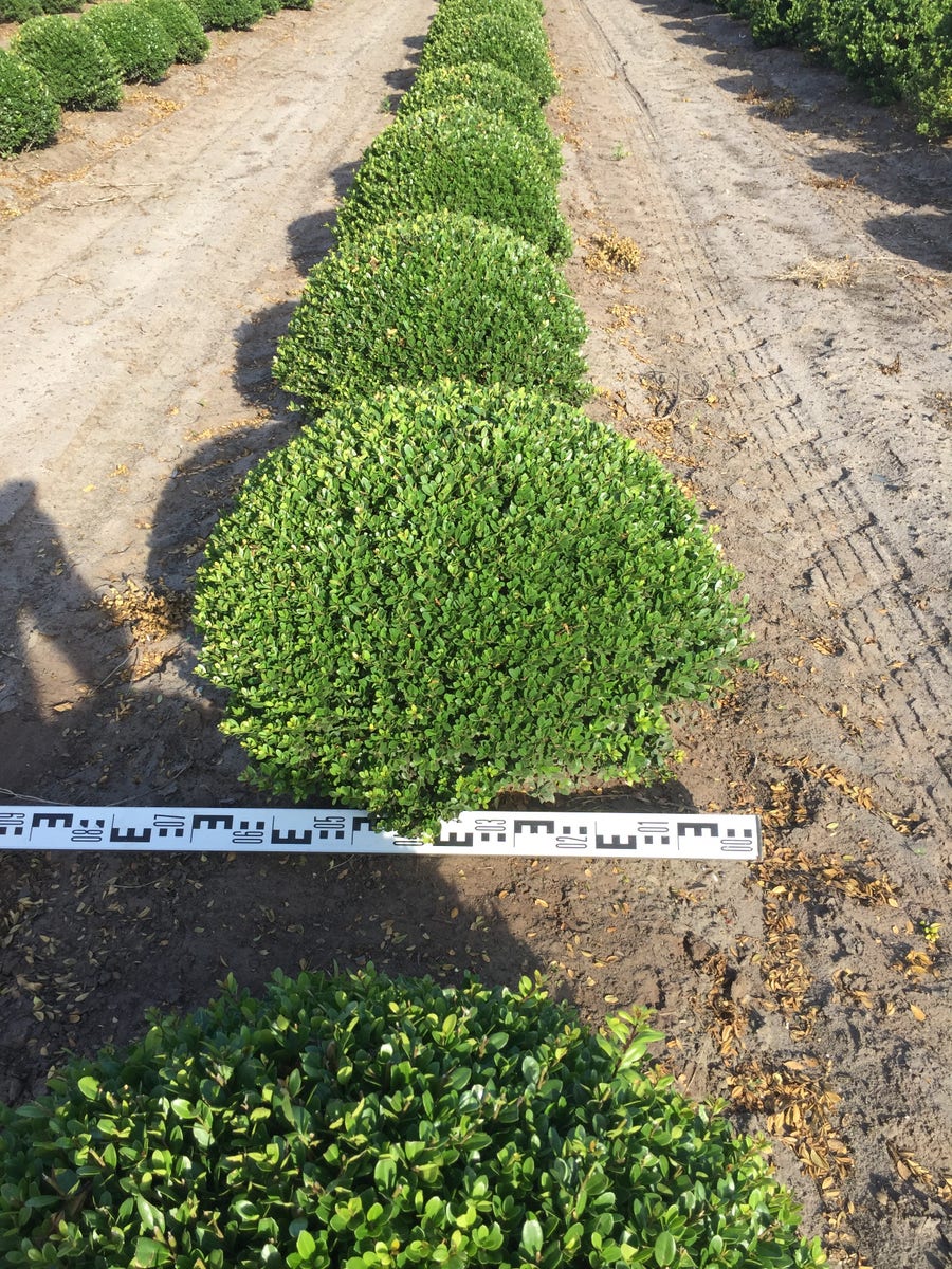  Japanse Hulst Als Bolvorm (Ilex Crenata)