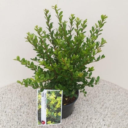  Japanse Hulst (Ilex Crenata 'Caroline Upright')